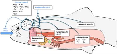 Appetite-Controlling Endocrine Systems in Teleosts